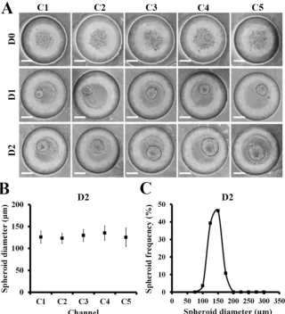 Figure 3. HCT116 spheroid formation in the μFSCD with a CGG at different days (0–2). (A) Optical images of spheroids formed in concave microwells