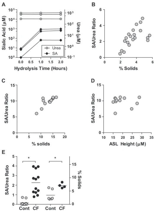 Fig. 2. Sialic acid (SA)-to-urea ratios (SA/Urea) in human airway epithelia. A: treatment of filters (n ⫽ 3) applied to the apical surface of HAE with 1% formic acid at 80° for 1 or 2 h resulted in a significant increase in SA concentrations (solid diamond