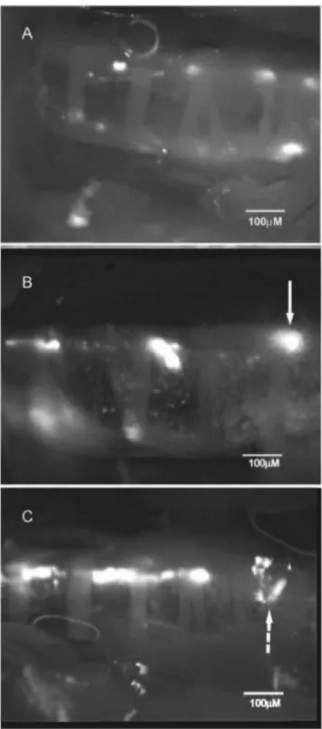 Figure 1. (A) Still image captured from video showing rafts (mobile groups of fluorescent beads) transported 