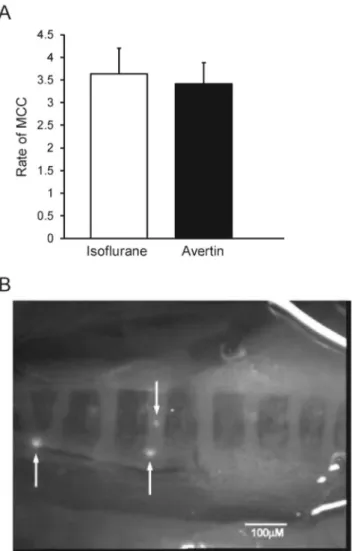 Figure 4. (A) Effect of type of anesthetic on MCC. n = 6 isoflurane, n = 9 Avertin. Means +/− SEM