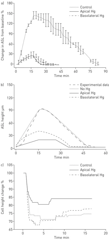 FIGURE 5 Incubation with mercury (Hg) chloride apically or basolaterally resulted in a diminished airway surface liquid (ASL) response to aerosolised hypertonic saline (HS) (at 8 µg NaCl·cm −2 ·min −1 ) compared with native cultures