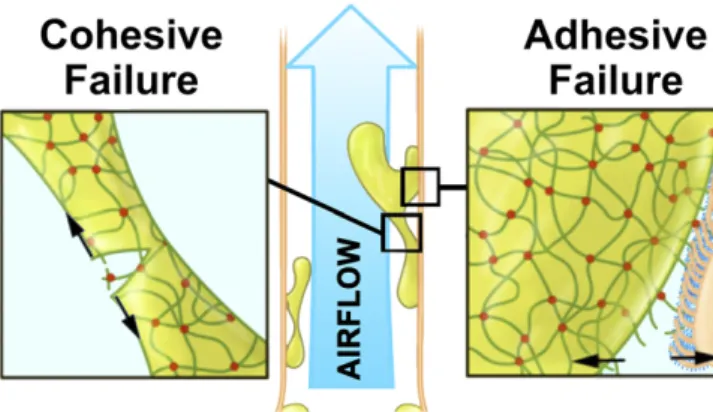 Fig. 2. Peel test of mucus –PCL adhesive strength. (A) Schematic diagram of airway epithelia in profile detailing the embedded mesh in the mucus  con-nected by a silk thread to a motor and force sensor