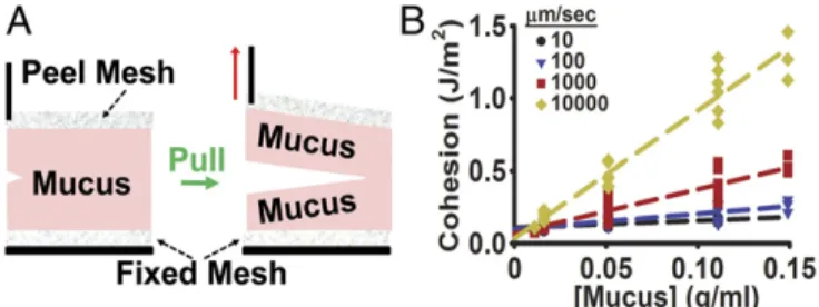 Fig. 4. Mucus cohesion. (A) Schematic representation of dual-mesh peel test with mucus positioned between the two meshes