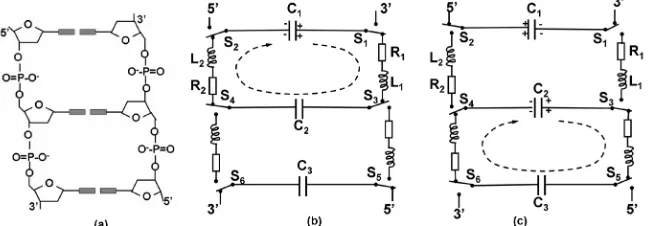 Figure 1. DNA double strands (a) along with stepwise oscillatory circuits (b) and (c), where the dashed arrows indicate elec-tric current directions and the deoxyriboses are represented by electric switches