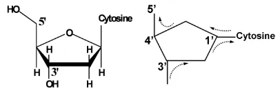 Figure 2. Electric currents directed by chiral carbons through a nucleoside. The dotted arrows represent electric current 