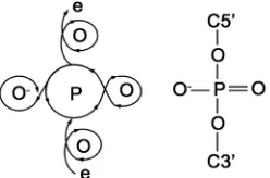 Figure 5. Schematic diagram of electron flow via the conca-tenated electron circulations within a phosphate bridge for electric induction corresponding to its chemical structure