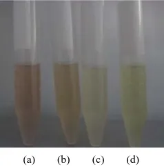 Figure 1. Detection of a-keto acids. (a) Positive control: Phe- nylpyruvic acid with MM medium (OD520 0.202); (b) L-Phe with R3 (OD520 0.145); (c) R3 without L-Phe (OD520 0.038); (d) Treatment of B3 at 95˚C for 10 minutes followed by adding of L-Phe (OD520