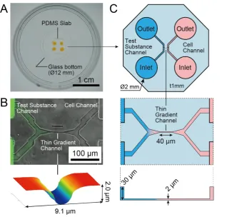 Figure 1. A) A microfluidic gradient generator: a poly(dimethylsiloxane) (PDMS) slab with microchannel features and four holes bonded on a glass-bottom dish