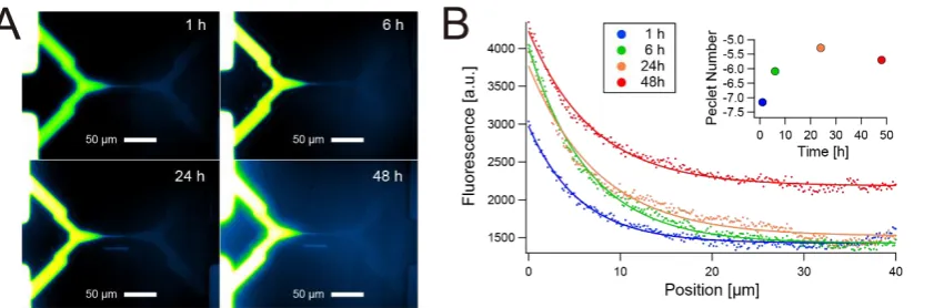 Figure 4. Concentration gradients generated on the H-shaped microfluidic configuration with the thin channel at the center