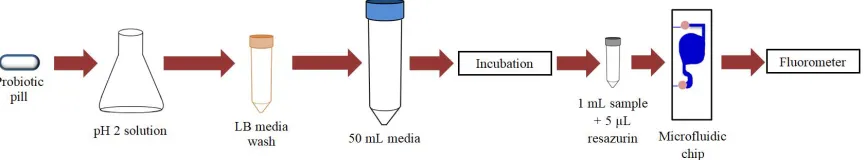 Figure 5. Flowchart detailing the process used to test probiotic pills after exposure to a stomach-like environment