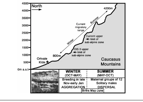 Figure 5.Key migratory, reproductive, and social behaviors of the Cau-casian tur in the southern Caucasus (vertical scale exaggerated), showingthe position of the upper limit of the sub-alpine zone today and inoxygen-isotope stage 3 (modiﬁed after Adler 20