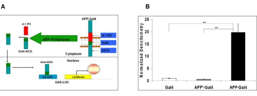 Figure 1Functional screen for regulators of APP metabolismFunctional screen for regulators of APP metabolism