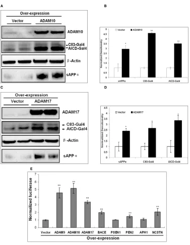 Figure 4Over-expression of individual secretase genes in SY5Y-APP-Gal4 cells increases AICD-Gal4 mediated luciferase activitycompared to cells transfected with empty vector