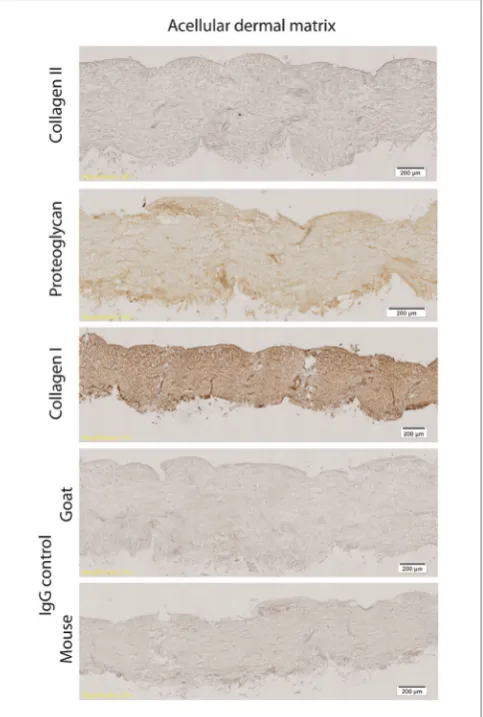 FigUre 1 | histology of processed rat skin. Representative figures of matrix (ADM) epidermis and lack of cells in the dermal layer