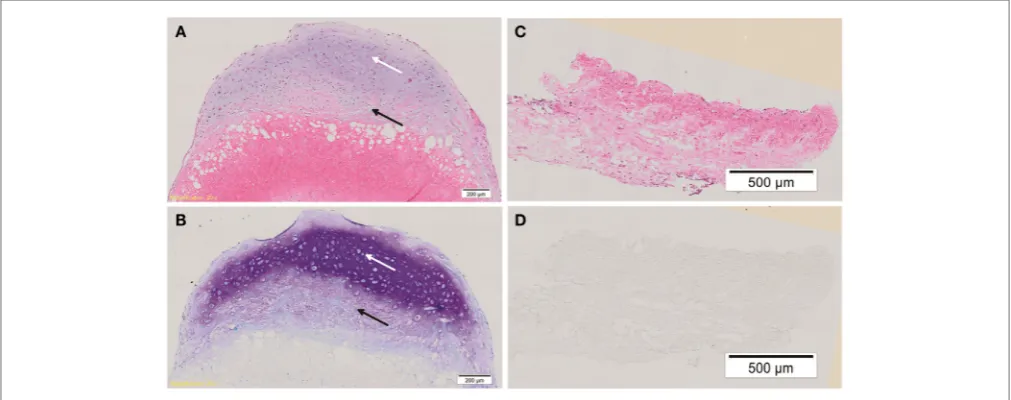 FigUre 3 | histology of cell-aDM constructs. Representative histological figures of H&E and toluidine blue (TB) staining are shown for week 4 chondrogenic 