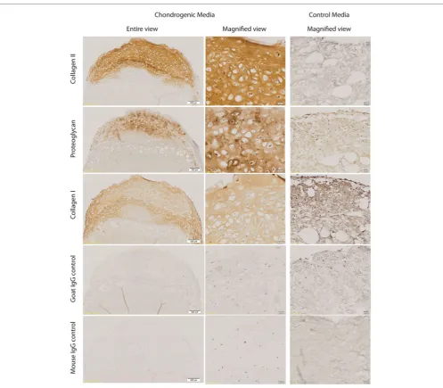 FigUre 4 | immunohistochemistry of cell-aDM constructs. Representative figures of immunohistochemical staining of week 4 chondrogenic and control IPFP-ASCs–ADM constructs for collagen Type II and proteoglycan staining of the cartilaginous cap