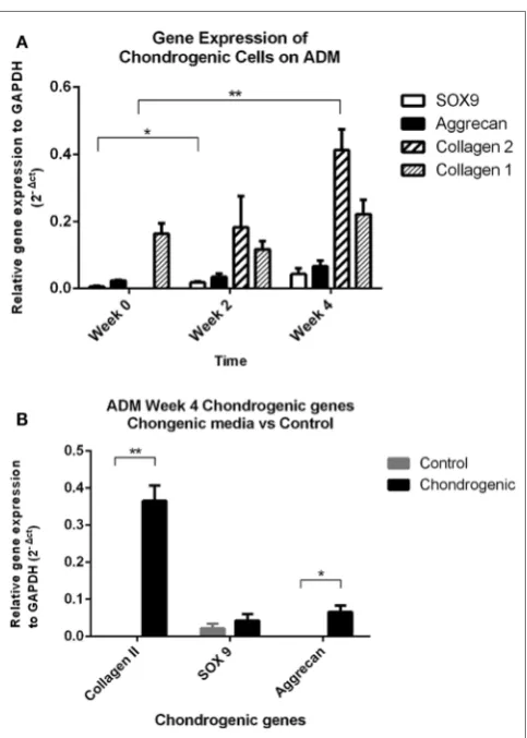 FigUre 5 | Quantitative Pcr results. changes in mRNA gene expression (relative to GAPDH housekeeping gene) in the chondrogenic group showed significant increases in collagen Type II and SOX9 gene expression over the 4-week period