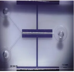 Figure 7. The completed microfluidic chip for separating negatively charged TiO2-coated Ps-beads