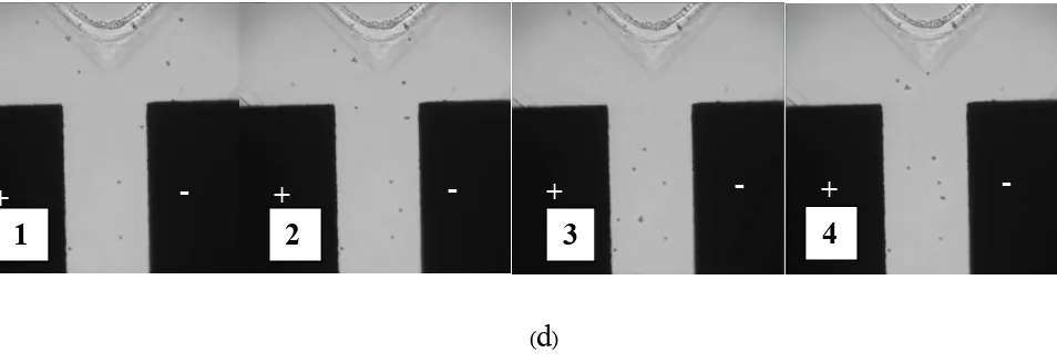 Figure 8. Examination of microfluidic devices with the negatively charged TiO2-coated Ps beads with Ps-bead size 5.98 µm diameter