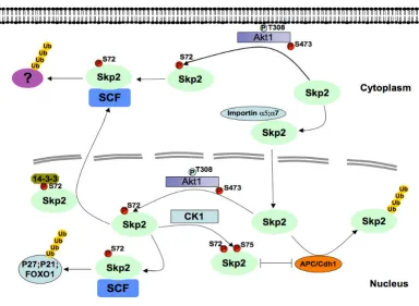 Figure 1and stabilizes Skp2 by impairing its association with the APC/Cdh1 E3 ubiquitin ligase complexSchematic model for how Akt1-dependent phosphorylation of Skp2 at the Ser72 site promotes Skp2 cytoplasmic localization Schematic model for how Akt1-dependent phosphorylation of Skp2 at the Ser72 site promotes Skp2 cytoplas-mic localization and stabilizes Skp2 by impairing its association with the APC/Cdh1 E3 ubiquitin ligase com-