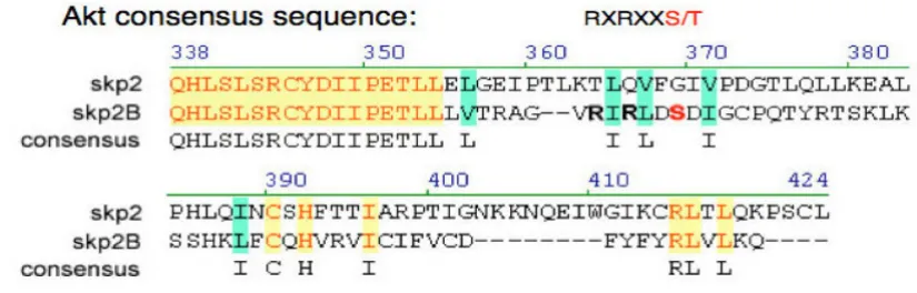 Figure 2C-terminus of the Skp2B proteinSequence alignment of the Skp2 and Skp2B proteins reveals that there is an additional potential Akt phosphorylation site at the Sequence alignment of the Skp2 and Skp2B proteins reveals that there is an additional potential Akt phospho-rylation site at the C-terminus of the Skp2B protein.