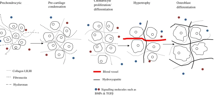 Figure 4. Matrix changes during endochondral ossification. As an in vivo example of the critical role of the extracellular matrix (ECM) during tissue development, the figure illustrates ECM changes during endochondral ossification