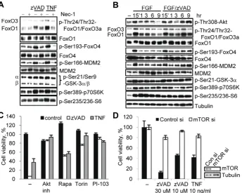 Figure 5. mTORC1 contributes to the regulation of necroptosis. (A) L929 cells were treated with zVAD.fmk or TNFa for 9 hr and harvested forwestern blot