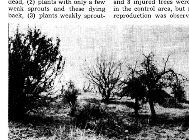 FIGURE 1. General view of study area two years after burning. 