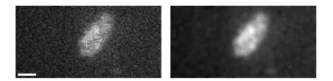 Fig. 6. Four-dimensional fluorescence microscopy (three spatial dimensions plus time) using astigmatism imaging (a) in the focal plane of fluorescent 200nm diameter beads, and (b) +500nm from the focal plane in z