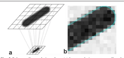 Fig. 2 Sub-sampling technique from (a) large scale image to small scale image is used for simulating a bacterial cell image obtained from an EMCCD camera detector; (b) The imaging system’s point spread function is used in the deconvolution of cell boundary