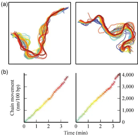 Figure 1 A schematic diagram depicting the chain fitting and evolution processing from the raw AFM images