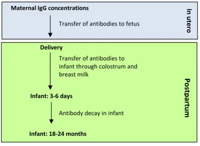 Figure 3. The acquisition and decay of maternal antibodies 