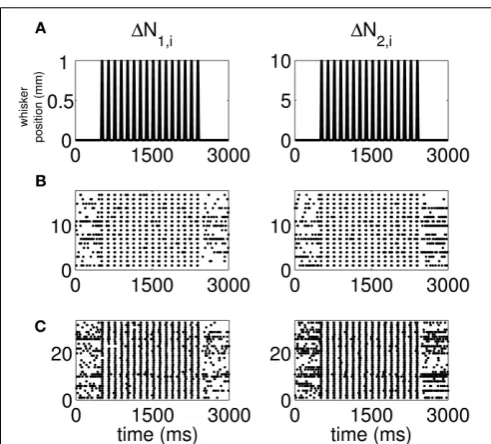 FIGURE 1 | Standard raster plots of the spiking activity of eachneuron in a representative pair in response to a periodic whiskerdeﬂection,standard raster plots show that the stimulus induces strong modulationof the neural spiking in both the training and 