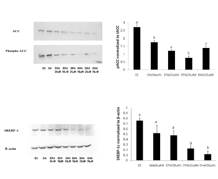 Figure 2: Protein levels of ACC-1 and SREBP-1 after 48 hours of treatment of FAO cells with 50µM of EPA, DPA, DHA or OA or vehicle (EC)