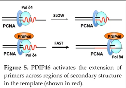 Figure 5. PDIP46 activates the extension of 