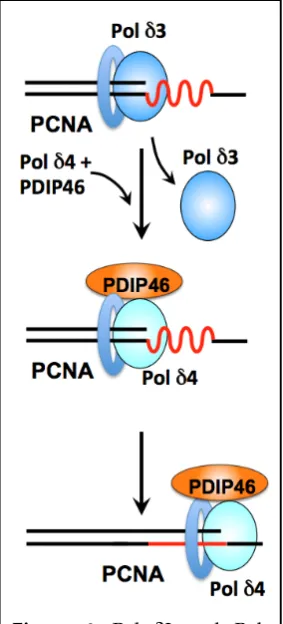 Figure 6. Pol δ3 and Pol δ4/PDIP46 in lagging strand synthesis. Template regions of secondary structure (red) that pose impediments to Pol δ3 leads to dissociation and triggers a polymerase switch to Pol δ4/PDIP46
