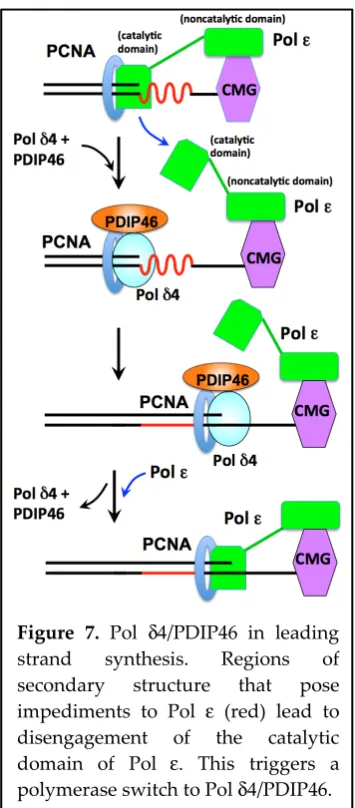 Figure 7. Pol δ4/PDIP46 in leading 