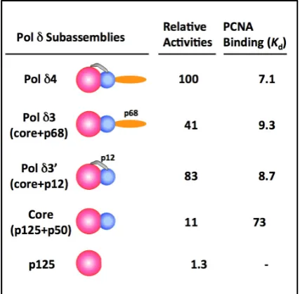 Figure 1. Relative Specific Activities and PCNA binding (nM) of Pol δ and its subassemblies