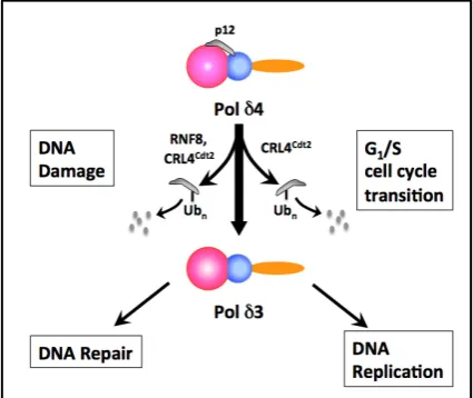 Figure 2. Overview of the Regulation of Human Pol δ by Degradation of the p12 Subunit and the Formation of Pol δ3