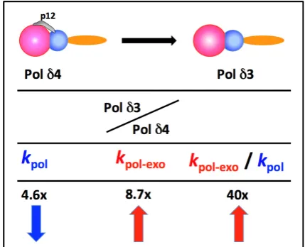 Figure 3. Changes in the kinetic constants of Pol δ3 and Pol δ4. The changes are shown as the ratios of the values for Pol δ3/Pol δ4