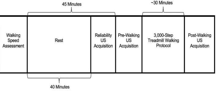 Figure 1: Study Design. For the reliability US acquisition, individuals were positioned to 130 o  of  knee flexion, then repositioned to the resting position until the pre-walking acquisition occurred