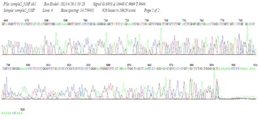 Figure 3: 16s rRNA gene sequence of the Burkholderi cepacia sp. obtained by forward and 