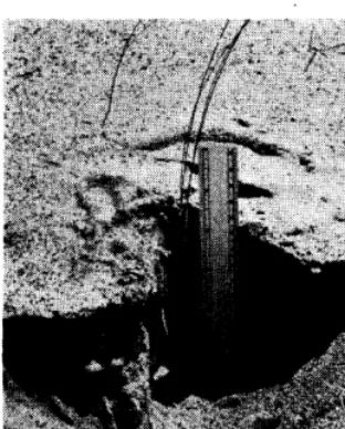 FIGURE 2. Seedlings were excavated to the depth of seed germination by carefully re- moving the sand or soil