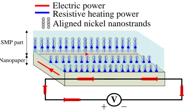 Figure 6  Schematic illustration of the nickel nanostrands being vertically aligned to help 