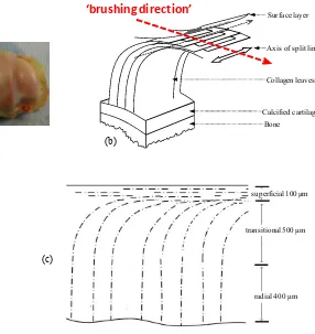 Fig. 5. (a) Photo of the intact bovine cartilage samples used in this study. (b): Schematic presentation of proposed leaf-like mode of collagen architecture by Jeffery et al [15]