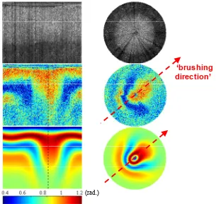 Fig. 6. Intensity (top) and phase retardance images (middle) obtained by CS-PS-OCT from a bovine cartilage sample as a function of rotation angle with entire span of 360° and a 1° interval