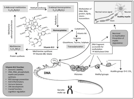 Fig. (2). involves the methylation process and availability of B12. Co+ = Cobalt; R = 5’-deoxyadenosyl,Me,OH,CN; modulation of re-myelination process can be activated or repressed by availability of the accessible DNA that around histones determines gene e