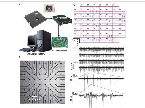 FIGURE 1 | Recording of neuronal activity, by means of acomposed by a pre-ampliﬁcation and ﬁltering (PF) stage and by an additionalsignal ampliﬁer, connected via an A/D board to a dedicated data acquisitionPC, which also controls a temperature controller a