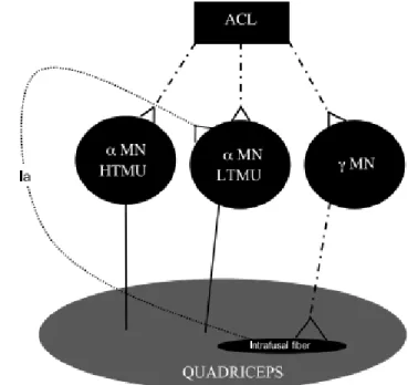 Figure 1: Schematic of the Gamma Loop Pathway 