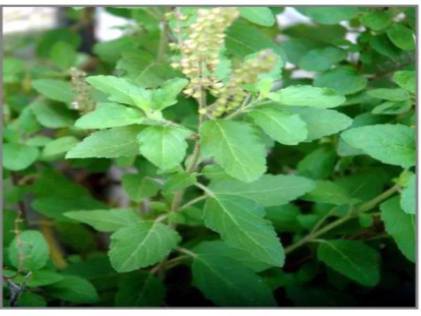 Figure 1 Plant of Ocimum tenuiflorum 